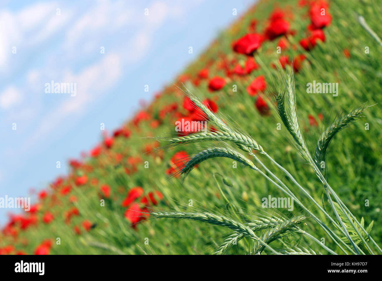 Grano verde e di papavero di Campo dei Fiori il paesaggio Foto Stock