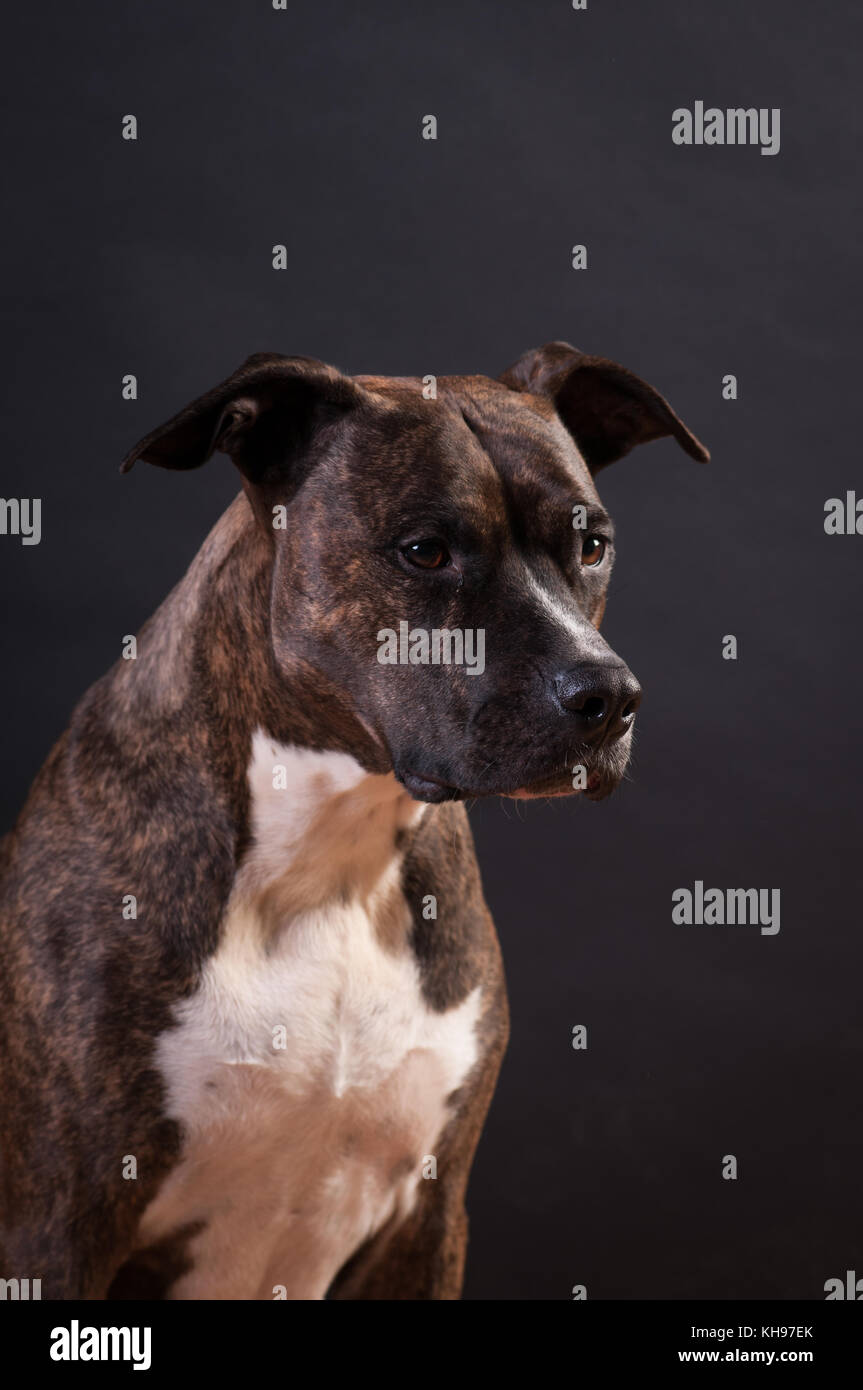 Pitbull Terrier ritratto in studio su sfondo nero Foto Stock