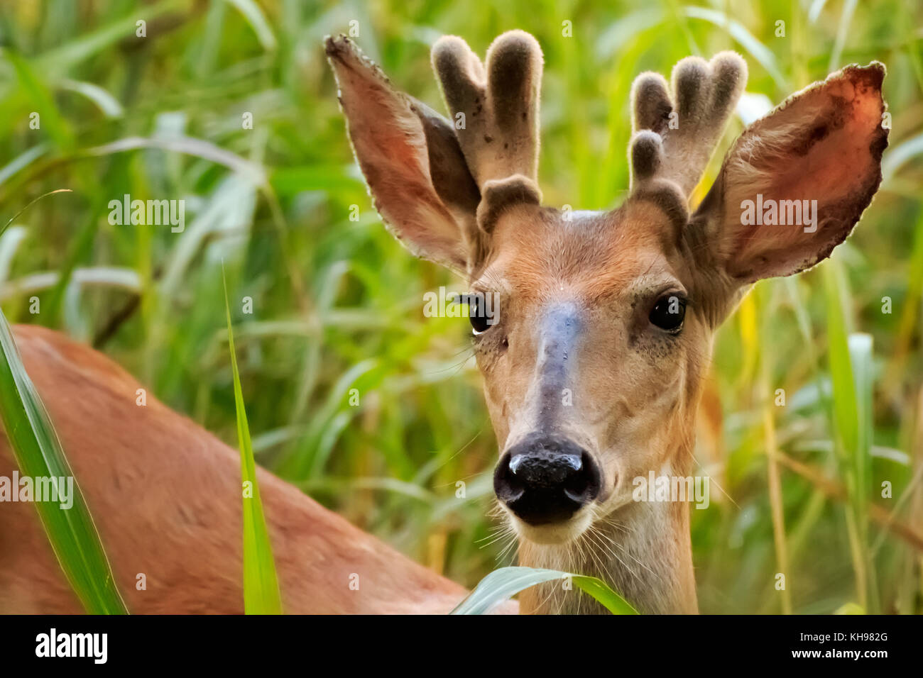 Immagine di un giovane bianco-tailed buck gwoing il suo primo rack all'inizio dell'estate. Foto Stock