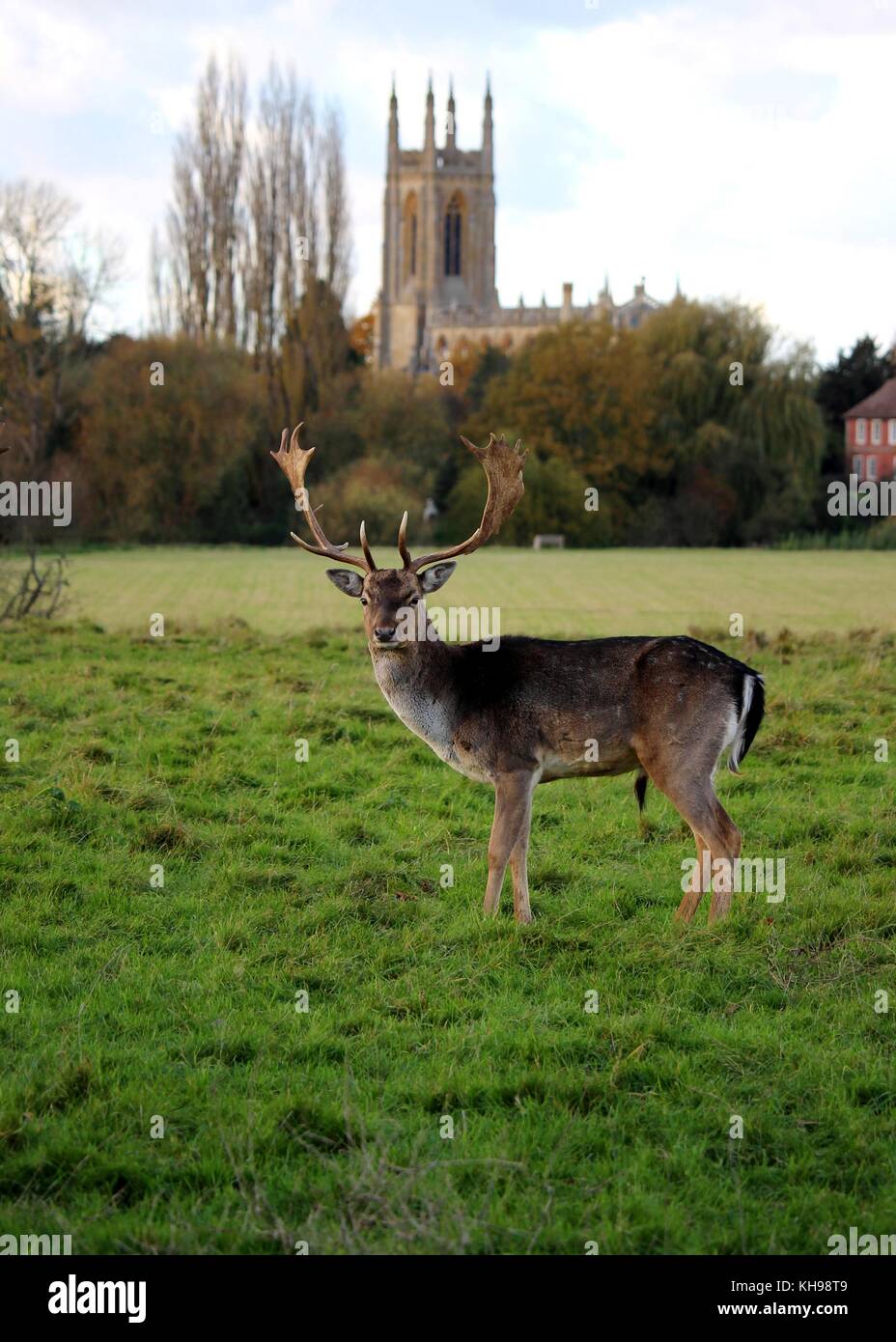 Uno di Charlecote Park's daini cervi assumendo un atteggiamento imponente pronto per il rut. Foto Stock