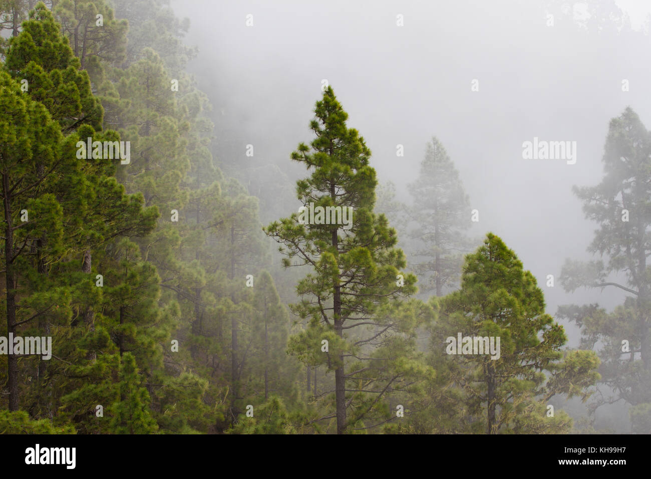 Pinus canariensis. misty foggy foresta. la nebbia nella foresta di pini Foto Stock