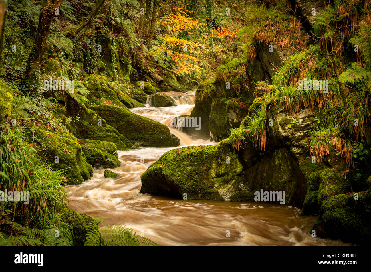 Il colore di autunno del Galles occidentale in tutto e gloria, piacevoli passeggiate lungo il fiume ceri ti porta a queste fantastiche Cascate di acqua Foto Stock