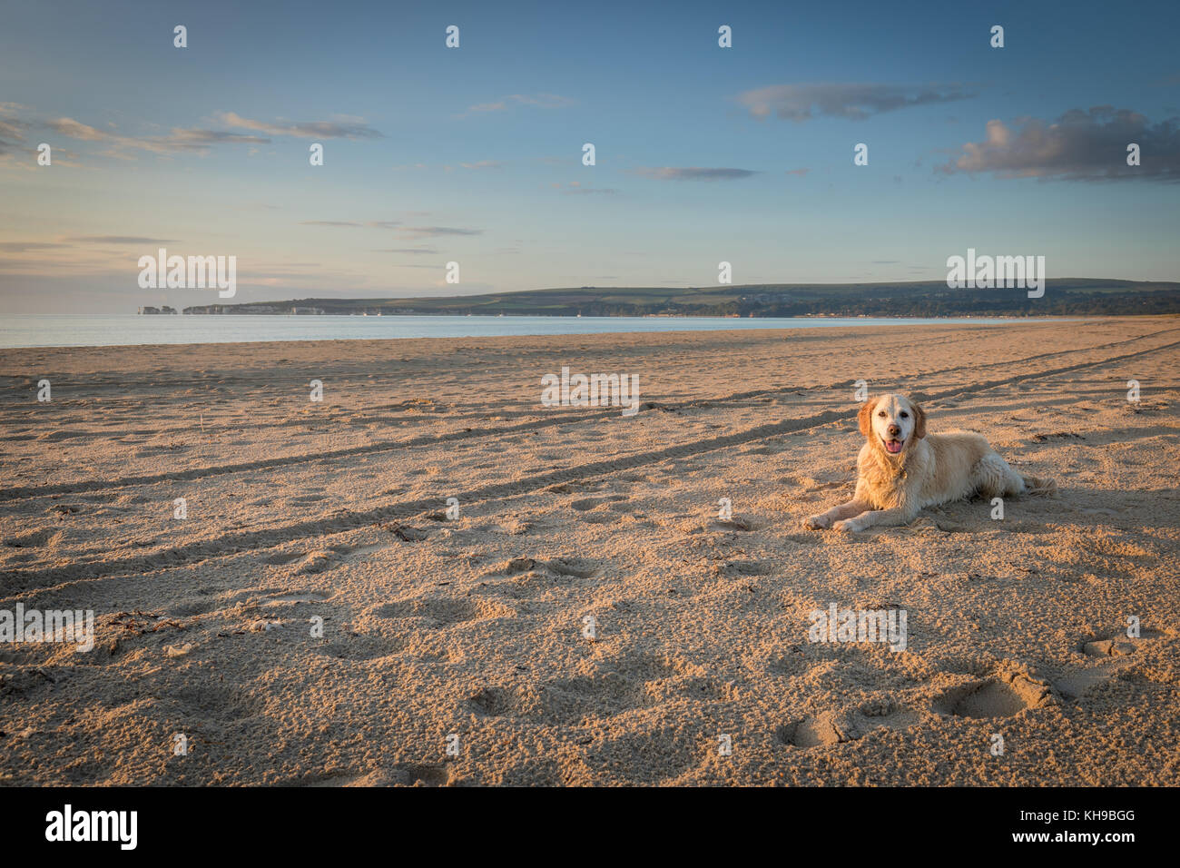 Cane sulla spiaggia da sola godendo di mattina a piedi Foto Stock