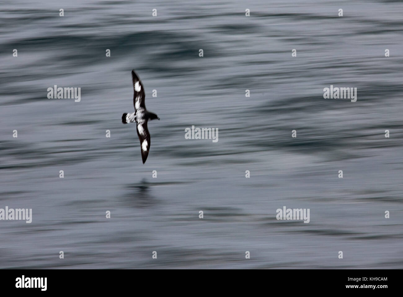 Motion Blur immagine di un capo petrel noto anche come pintado petrel scivolando al di sopra della superficie dell'Oceano Atlantico Foto Stock