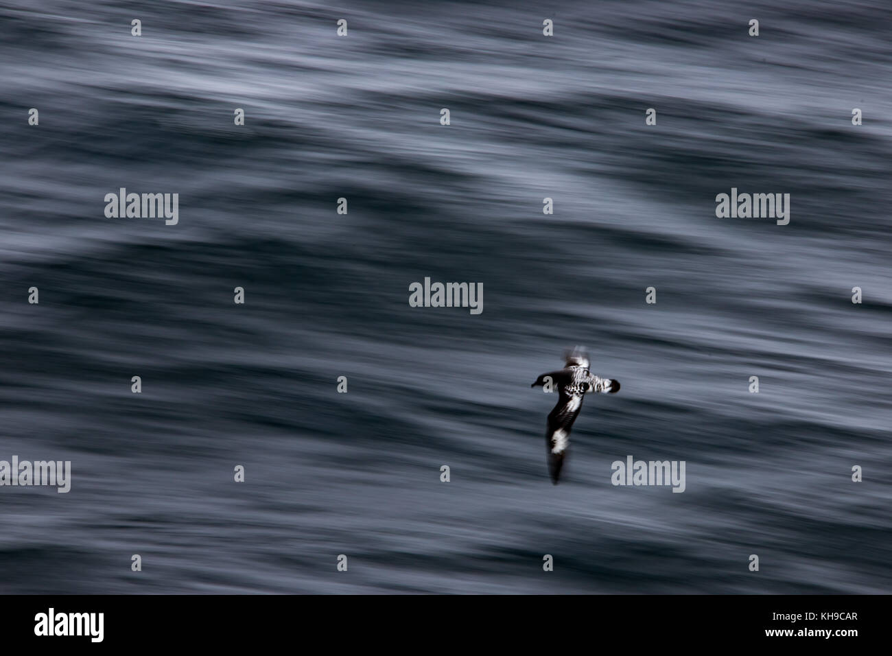 Motion Blur immagine di un capo petrel noto anche come pintado petrel scivolando al di sopra della superficie dell'Oceano Atlantico Foto Stock