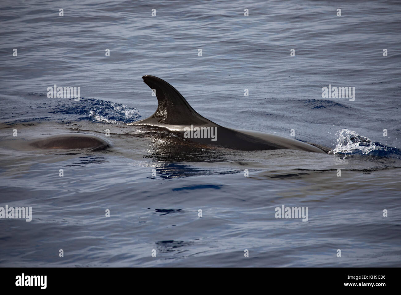 Un pod di false orche feed su Mahi Mahi nell'Oceano Atlantico vicino a Madeira Foto Stock