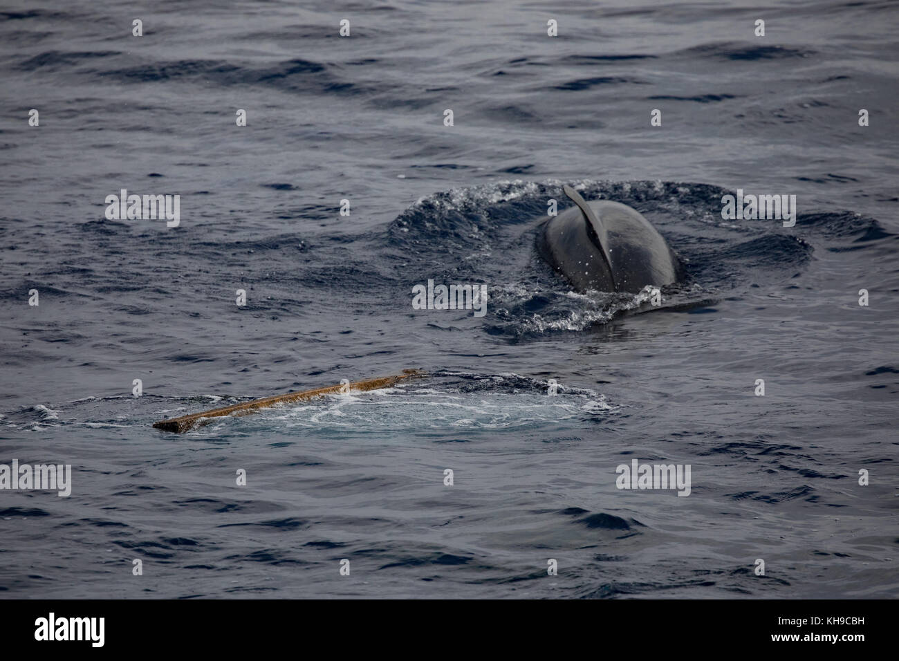 Un pod di false orche feed su Mahi Mahi nell'Oceano Atlantico vicino a Madeira Foto Stock