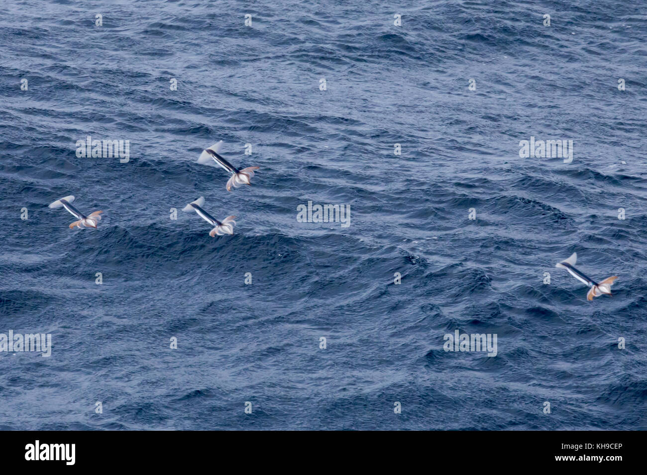 Poco noto totani togliere dall'acqua con propulsione a getto per sfuggire la predazione nel mezzo dell'Oceano Atlantico Foto Stock