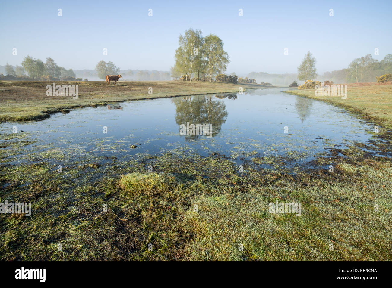 Sturtmoor stagno su plaitford comune su un inizio di mattina di primavera, New Forest National Park, Hampshire, Inghilterra Foto Stock