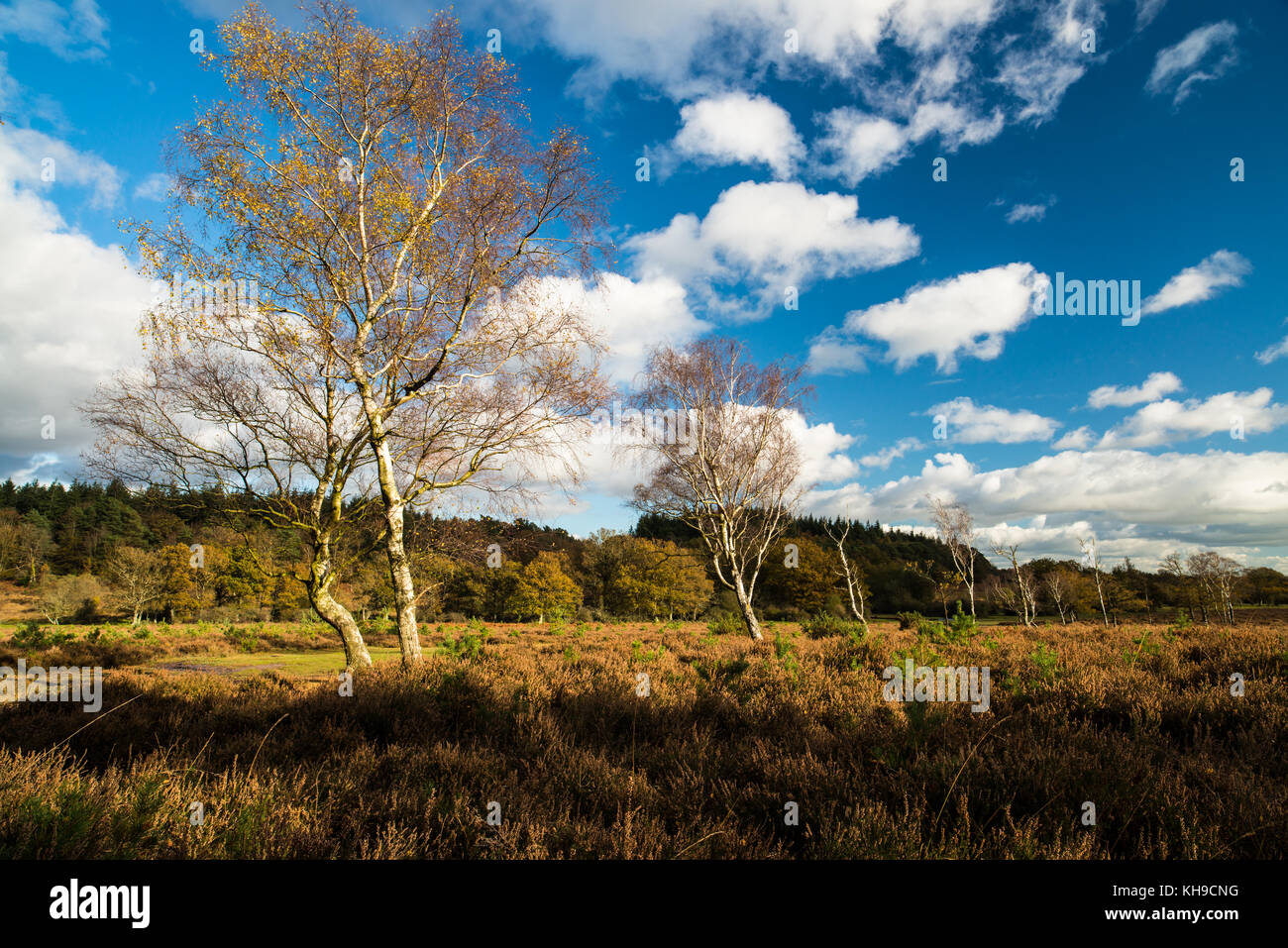 Di betulle vicino holm hill, New Forest National Park, Hampshire, Inghilterra Foto Stock