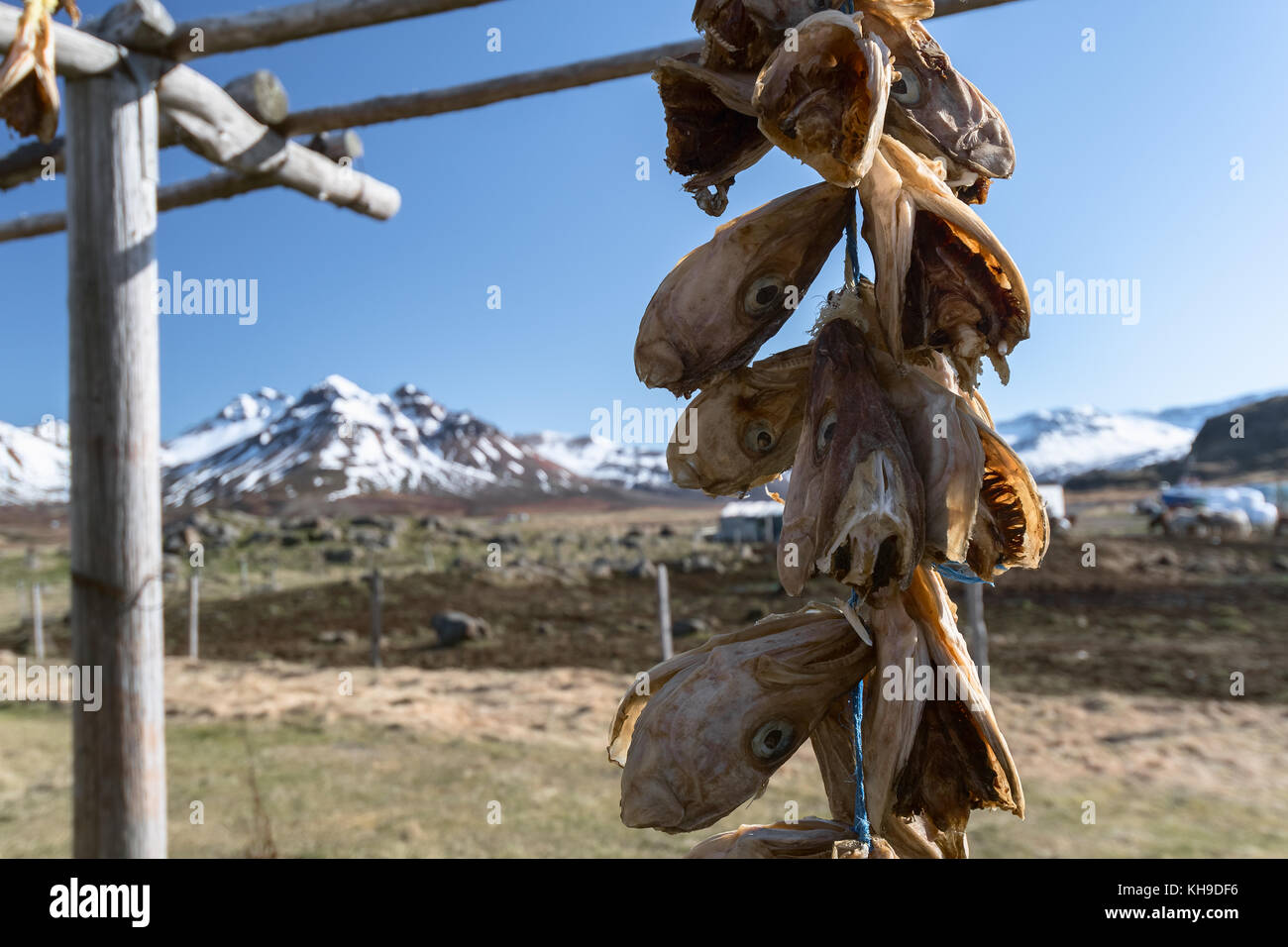 Pesci secchi capi appesi su una cremagliera in Borgarfjordur Eystri, Est fiordi, Islanda Foto Stock