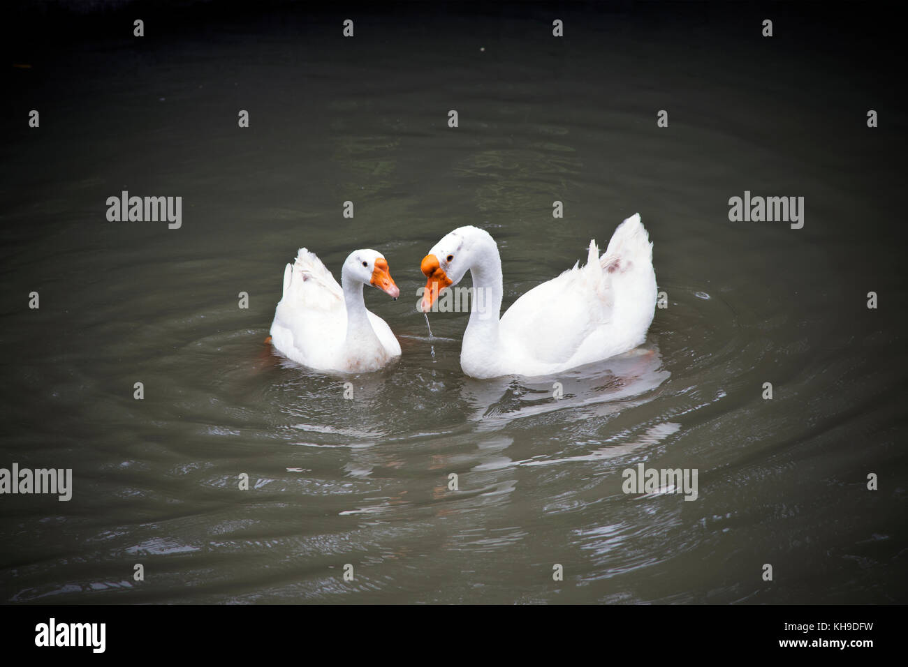 Bianco giovane oche galleggianti in stagno. Foto Stock