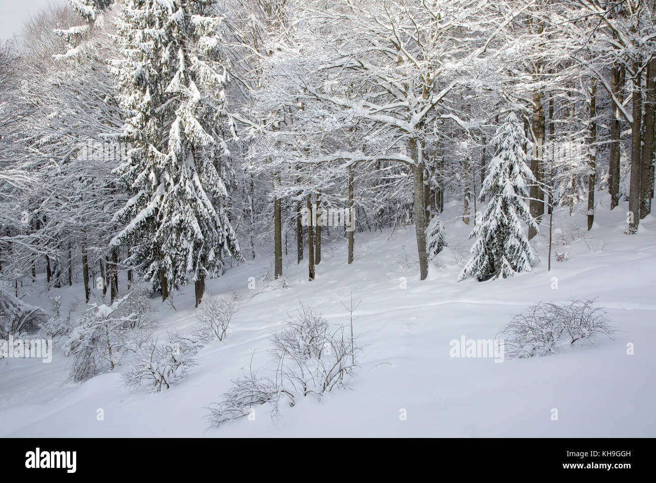 Rami di alberi di faggio (Fagus sylvatica) e abeti rossi carichi di neve fresca dopo la caduta di neve in inverno Foto Stock