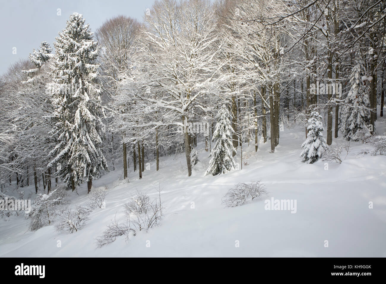 Rami di alberi di faggio (Fagus sylvatica) e abeti rossi carichi di neve fresca dopo la caduta di neve in inverno Foto Stock
