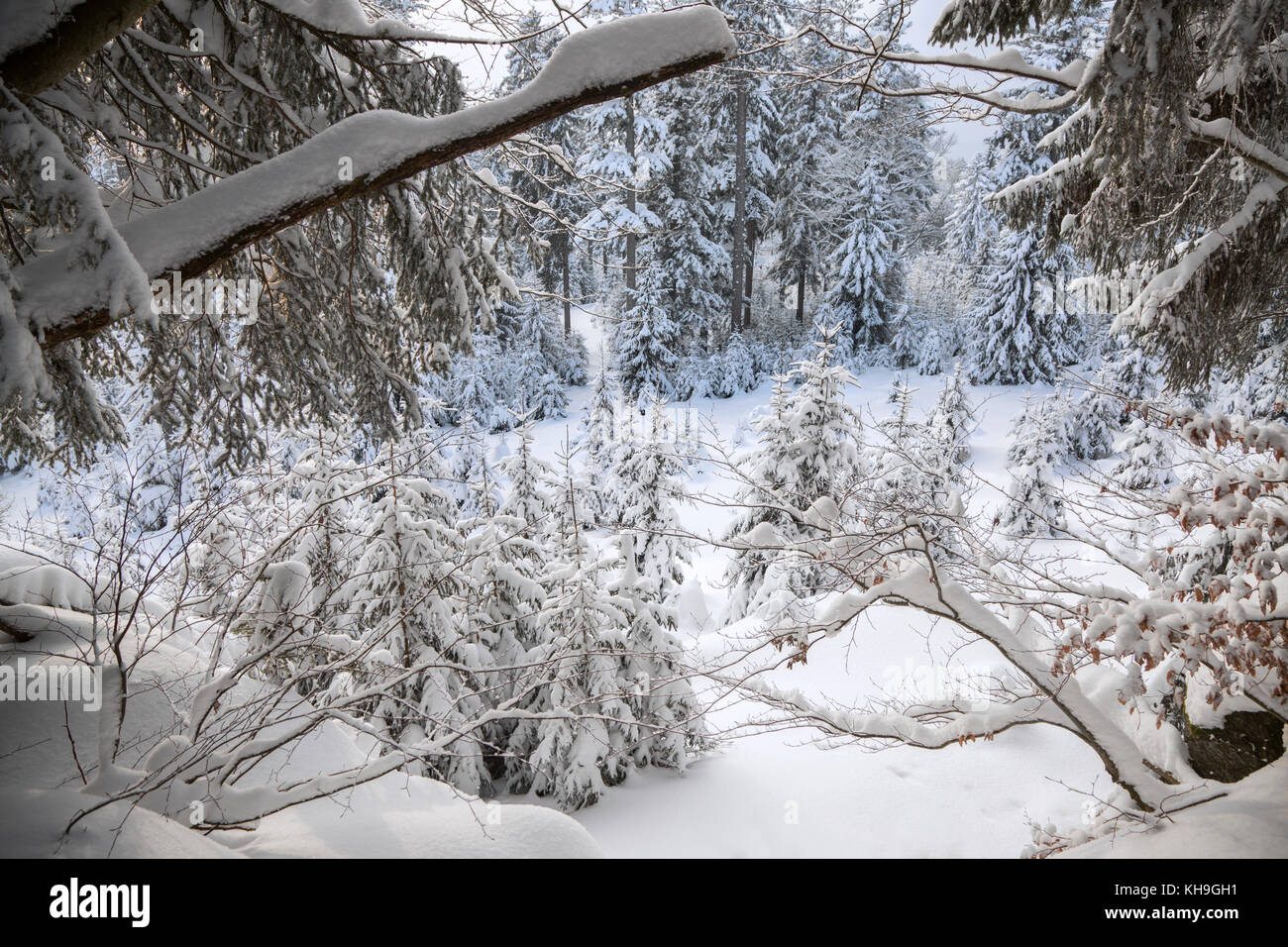 Rami di faggio (Fagus sylvatica) laden con neve dopo la nevicata nel bosco misto in inverno Foto Stock