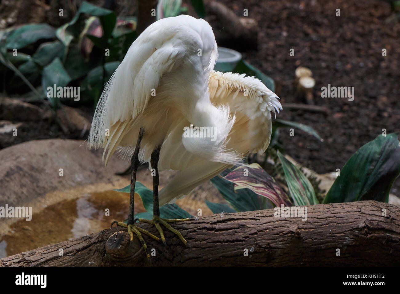 Luce evidenziando le piume su un bianco airone nevoso in piedi sul registro con il capo piegato preening Foto Stock