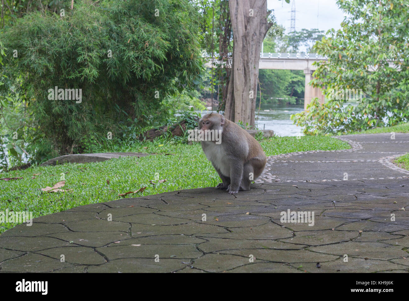 Scimmia marrone, close-up monkey selezionare focus, scimmia asiatica Foto Stock
