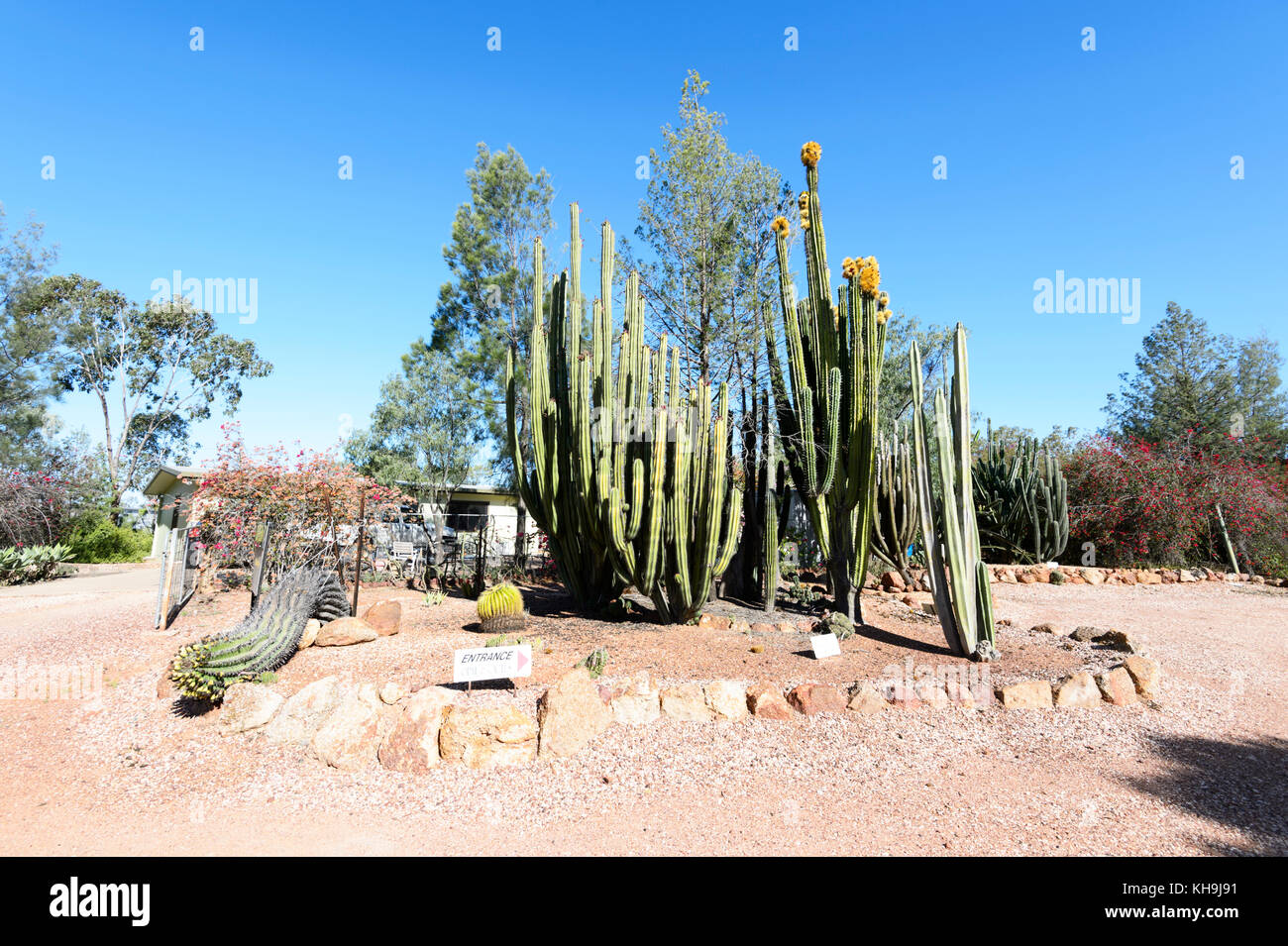 Cactus giganti in fiore a Bevan's Black Opal e Cactus nursery, Auto Blu Tour porta, Lightning Ridge, New South Wales, NSW, Australia Foto Stock Cactus giganti in fiore a Bevan's Black Opal e Cactus nursery, Auto Blu Tour porta, Lightning Ridge, New South Wales, NSW, Australia Foto Stock