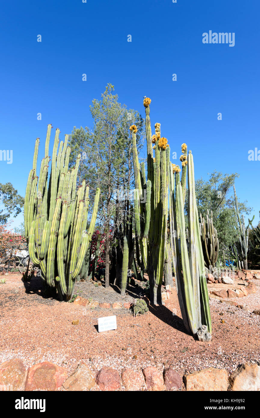 Cactus giganti in fiore a Bevan's Black Opal e Cactus nursery, Auto Blu Tour porta, Lightning Ridge, New South Wales, NSW, Australia Foto Stock Cactus giganti in fiore a Bevan's Black Opal e Cactus nursery, Auto Blu Tour porta, Lightning Ridge, New South Wales, NSW, Australia Foto Stock