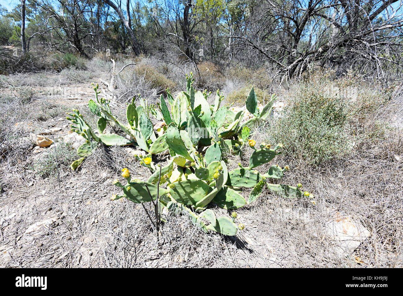 Invasivo Fichidindia cactus (Opuntia sp.) in Australia sono una grave minaccia per la biodiversità. Questi ha introdotto le erbacce hanno dimostrato di difficile controllo. Foto Stock