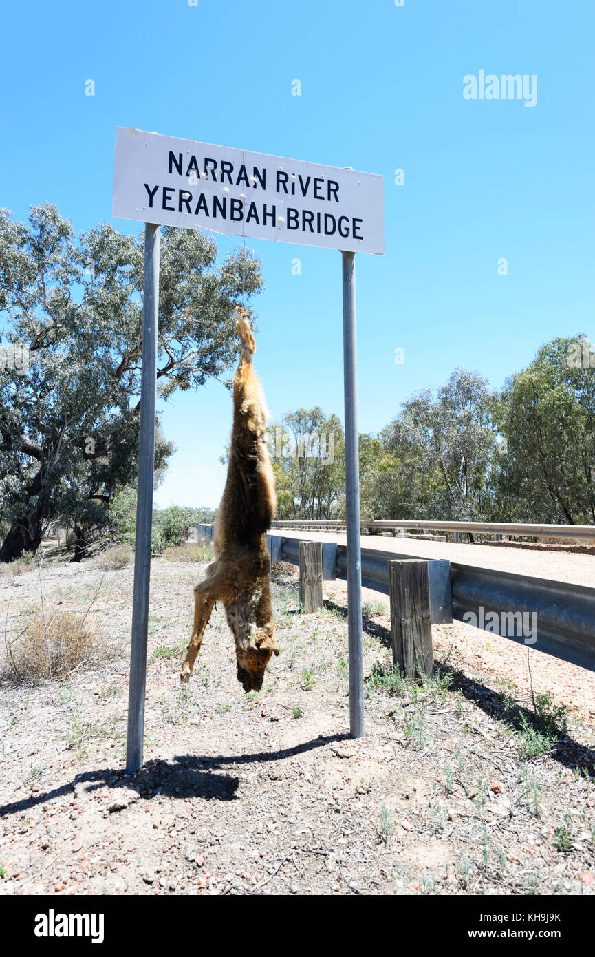 Cane selvatico ucciso e appeso un cartello nell'Outback, Nuovo Galles del Sud, NSW, Australia Foto Stock