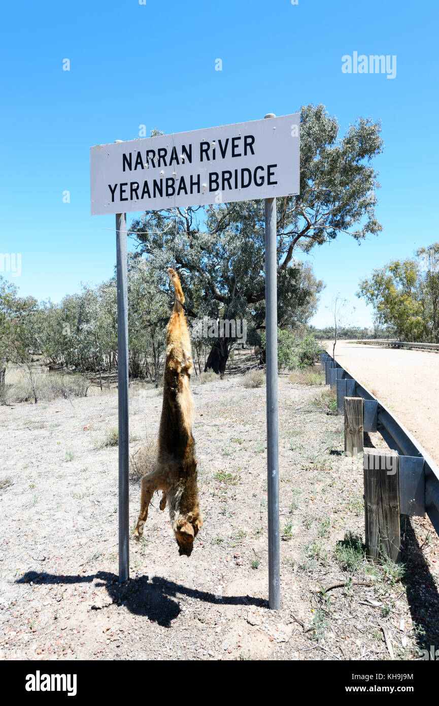 Cane selvatico ucciso e appeso un cartello nell'Outback, Nuovo Galles del Sud, NSW, Australia Foto Stock