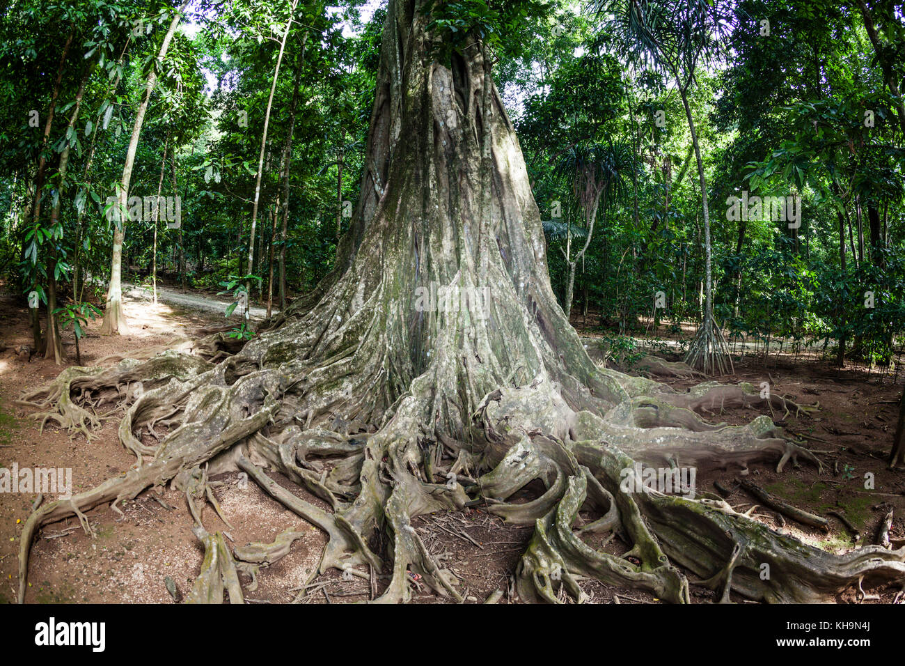 Radici quadrate di giant strangler fig tree, ficus sp., isola Christmas, australia Foto Stock