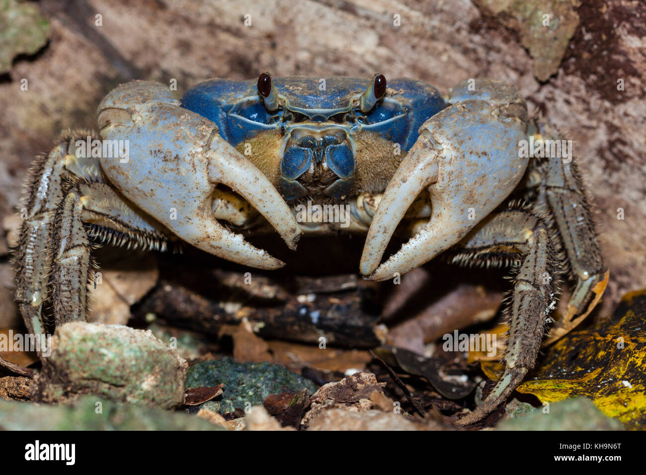 Isola di Natale Blue Crab Discoplax celeste, Isola Christmas, Australia Foto Stock