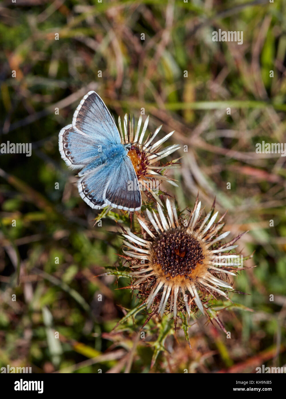 Chalkhill nectaring blu su Carline Thistle. Denbies Hillside, Ranmore comune, Surrey, Regno Unito. Foto Stock