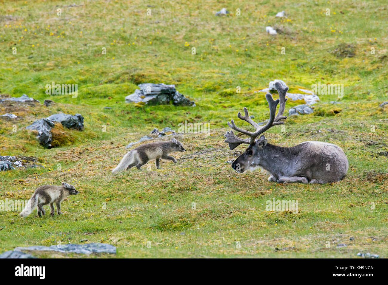Due curiose giovani volpi artiche / bianco fox / polar fox / neve volpe (vulpes vulpes lagopus / Alopex lagopus) riunione renne nella tundra in estate Foto Stock