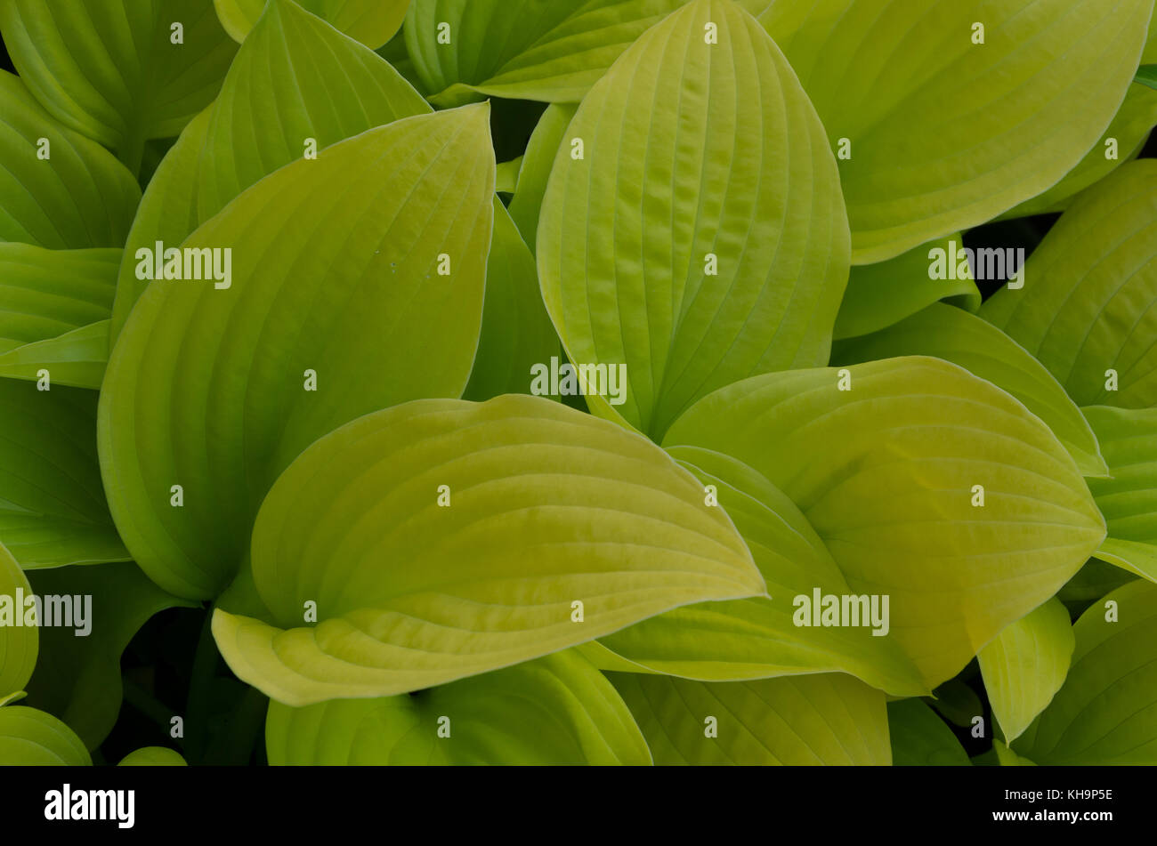 Sontuoso delicato foglie verdi di ombra amorevole Hosta plantaginea con foglie di forma ovale Foto Stock