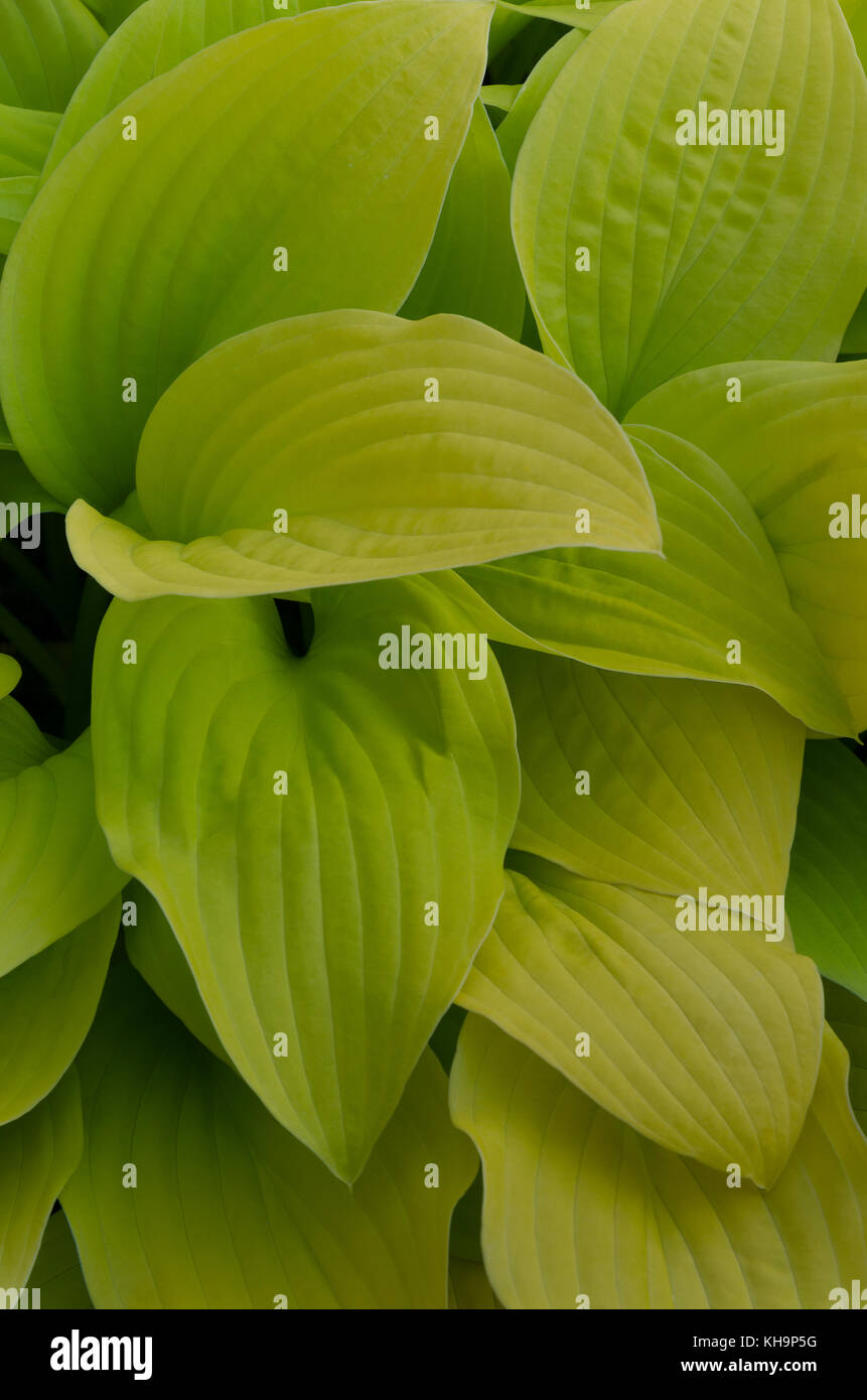 Sontuoso delicato foglie verdi di ombra amorevole Hosta plantaginea con foglie di forma ovale Foto Stock