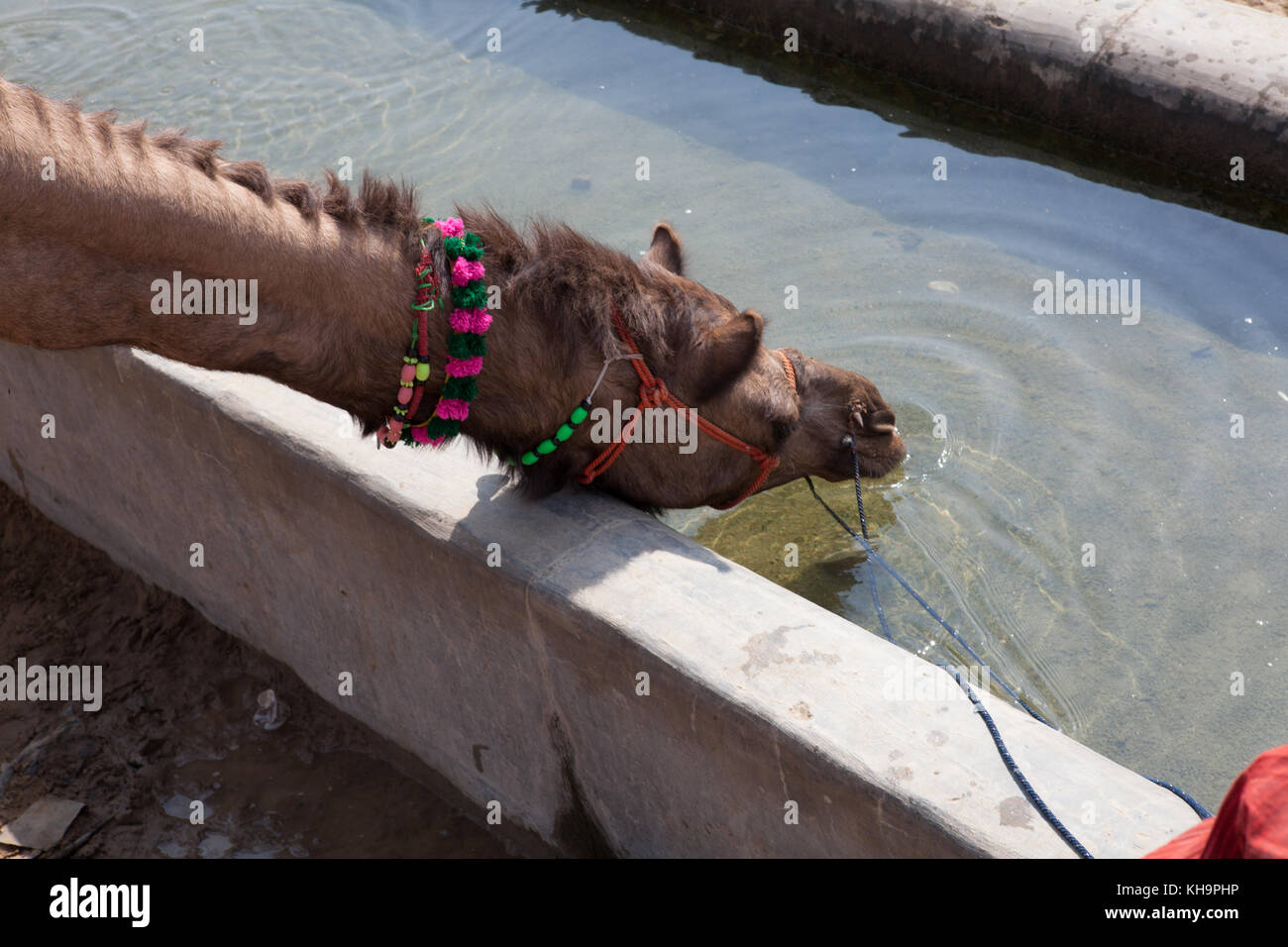 Trekking con il cammello in India Foto Stock