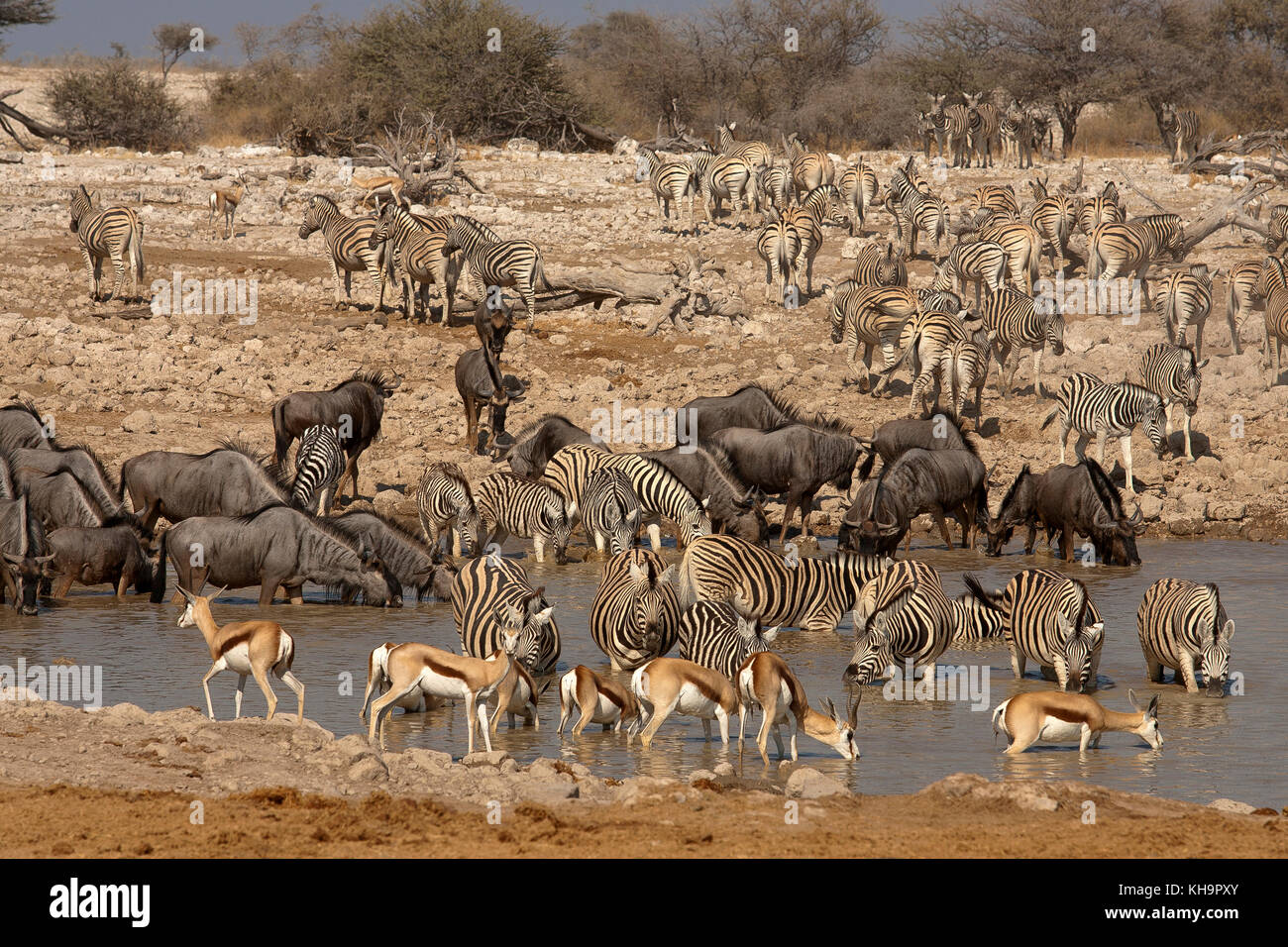 Zebre, springboks e wildebeests bere al waterhole Okaukuejo, Parco Nazionale Etosha, Namibia Foto Stock