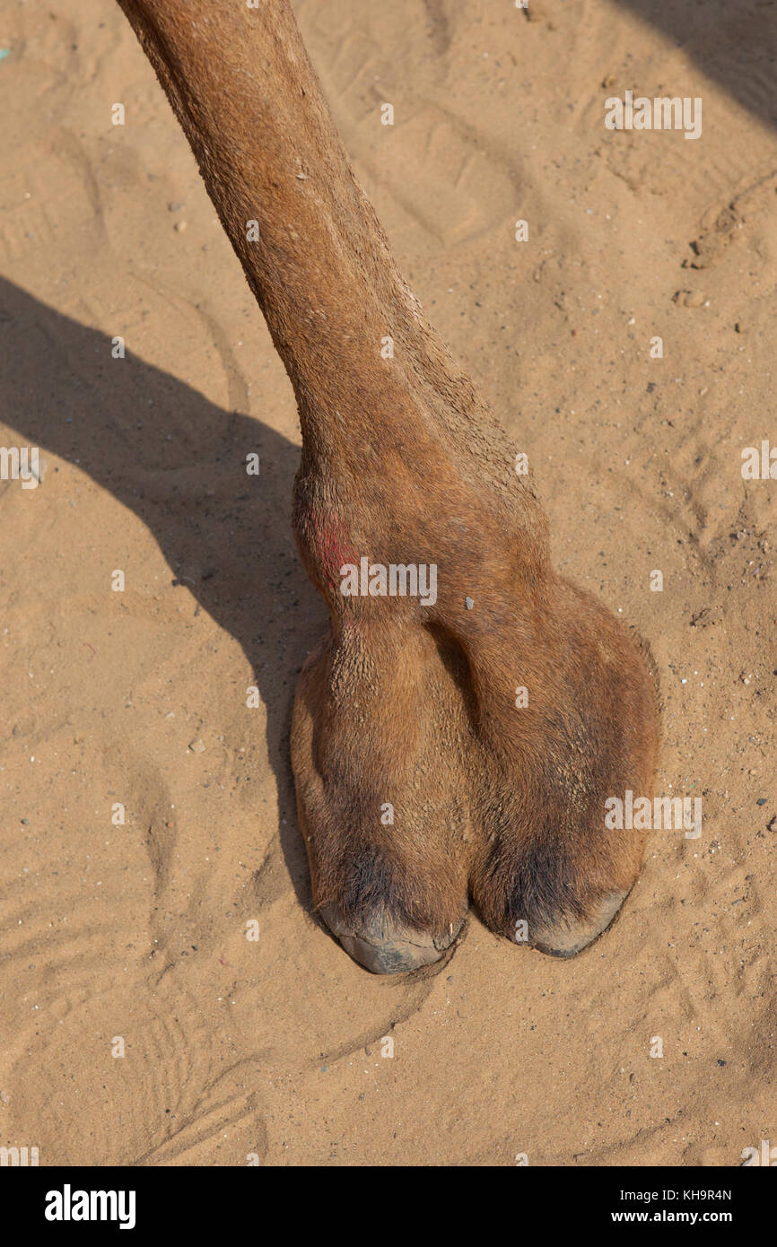 Trekking con il cammello in India Foto Stock