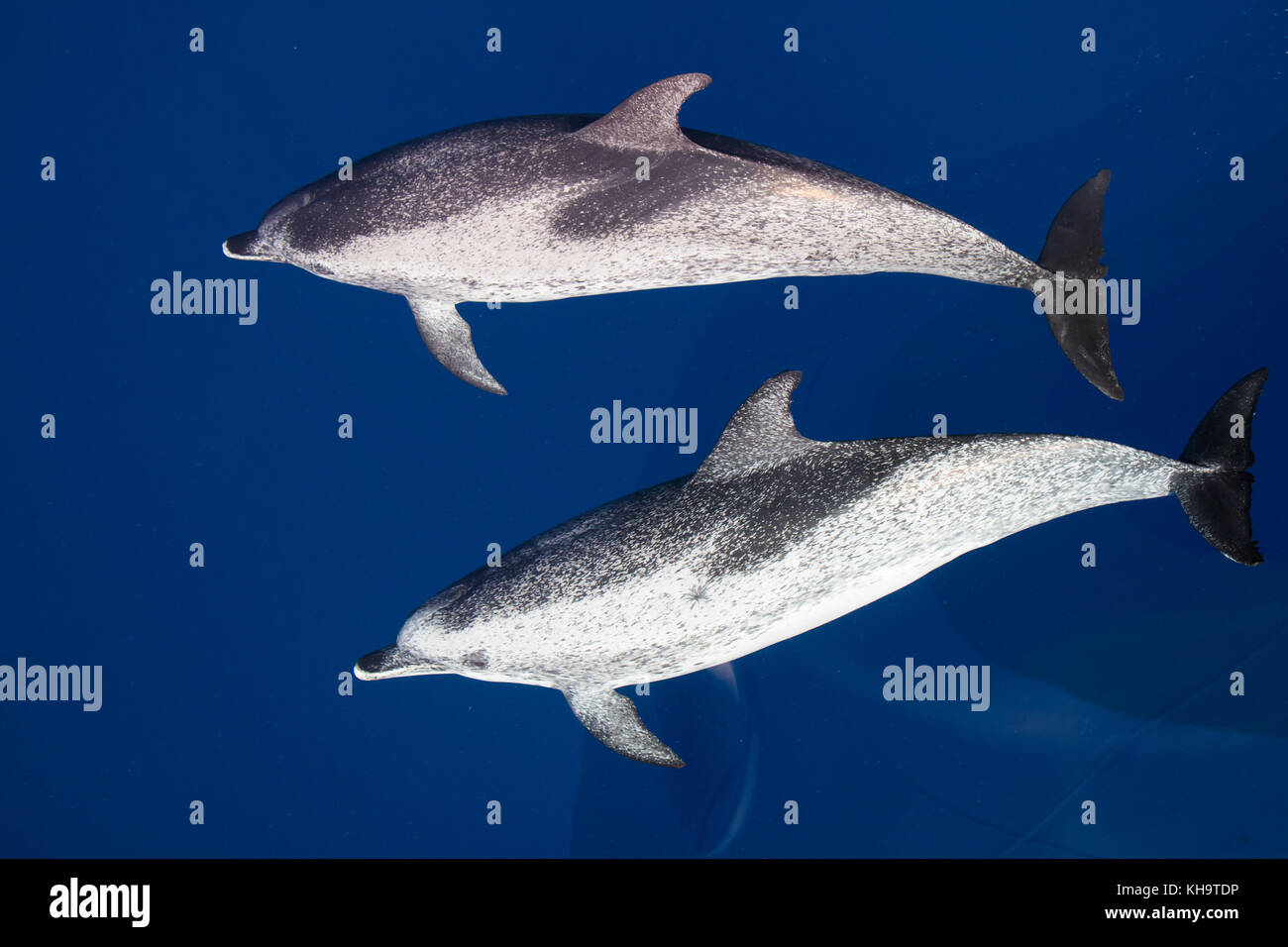 Atlantic delfini maculati vieni a cavalcare la prua del National Geographic Orion vetroso in acqua chiara nel mezzo dell'Oceano Atlantico Foto Stock