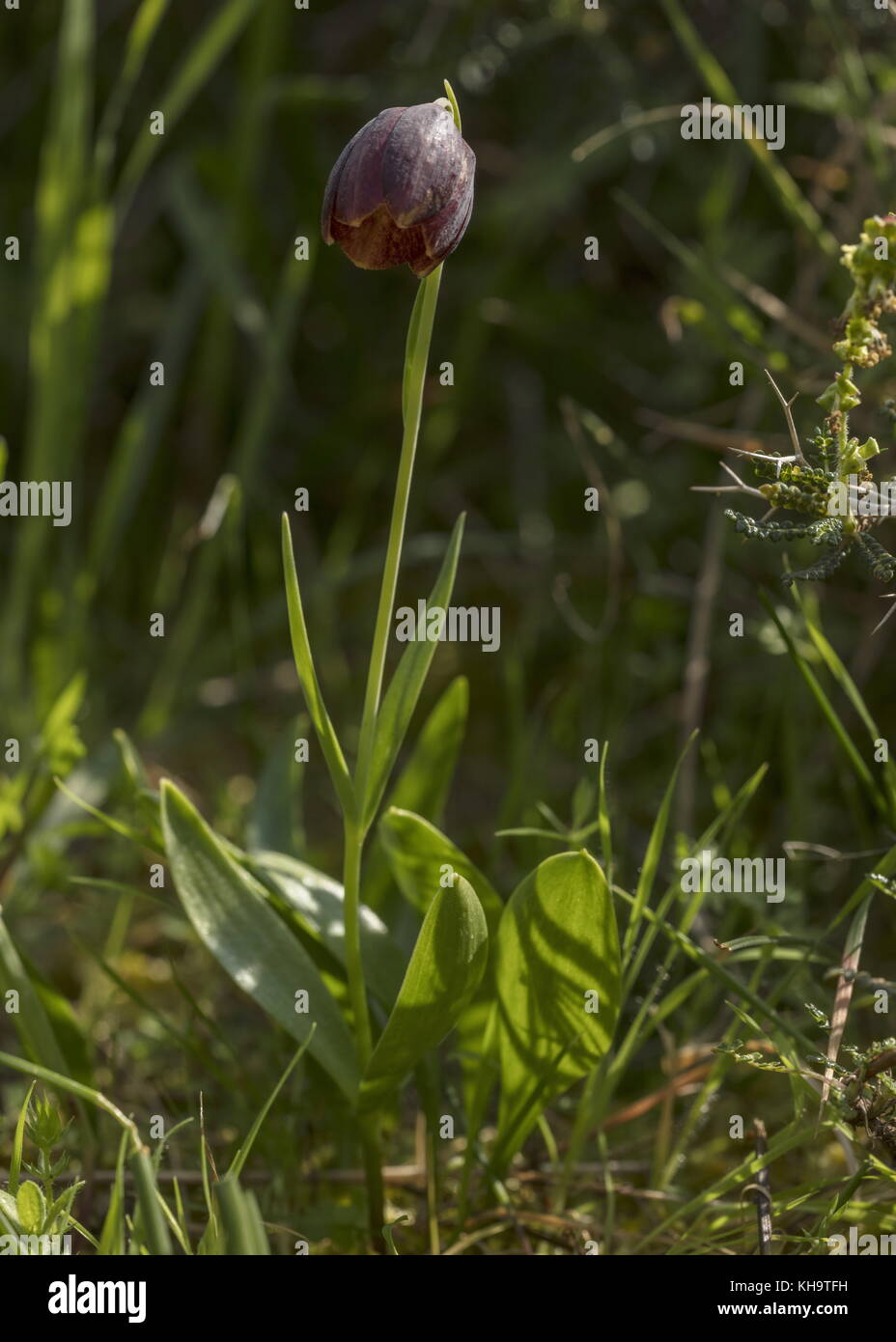 Un endemico fritillary, Fritillaria davisii, sulla penisola di Mani; Peloponneso, Grecia. Foto Stock