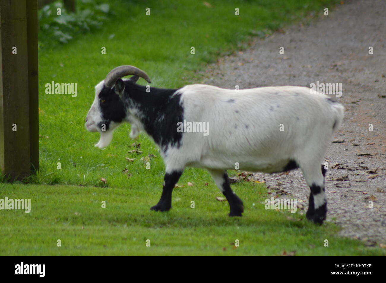 Maschio di capra su terreni agricoli a piedi circa Foto Stock