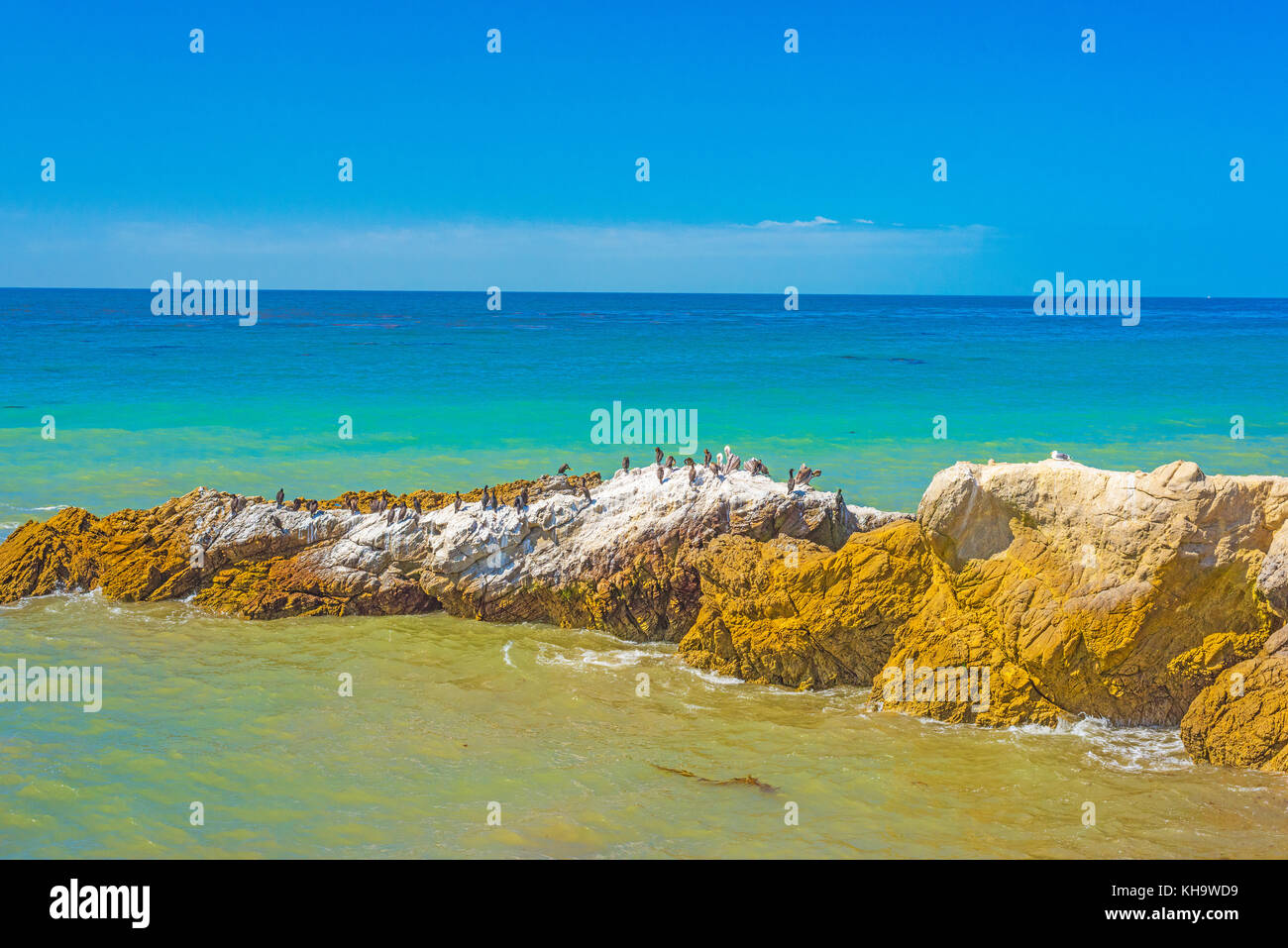 Stock Foto di uccelli di mare appollaiato sulla roccia grande leo carrillo state beach california oceano turchese Foto Stock