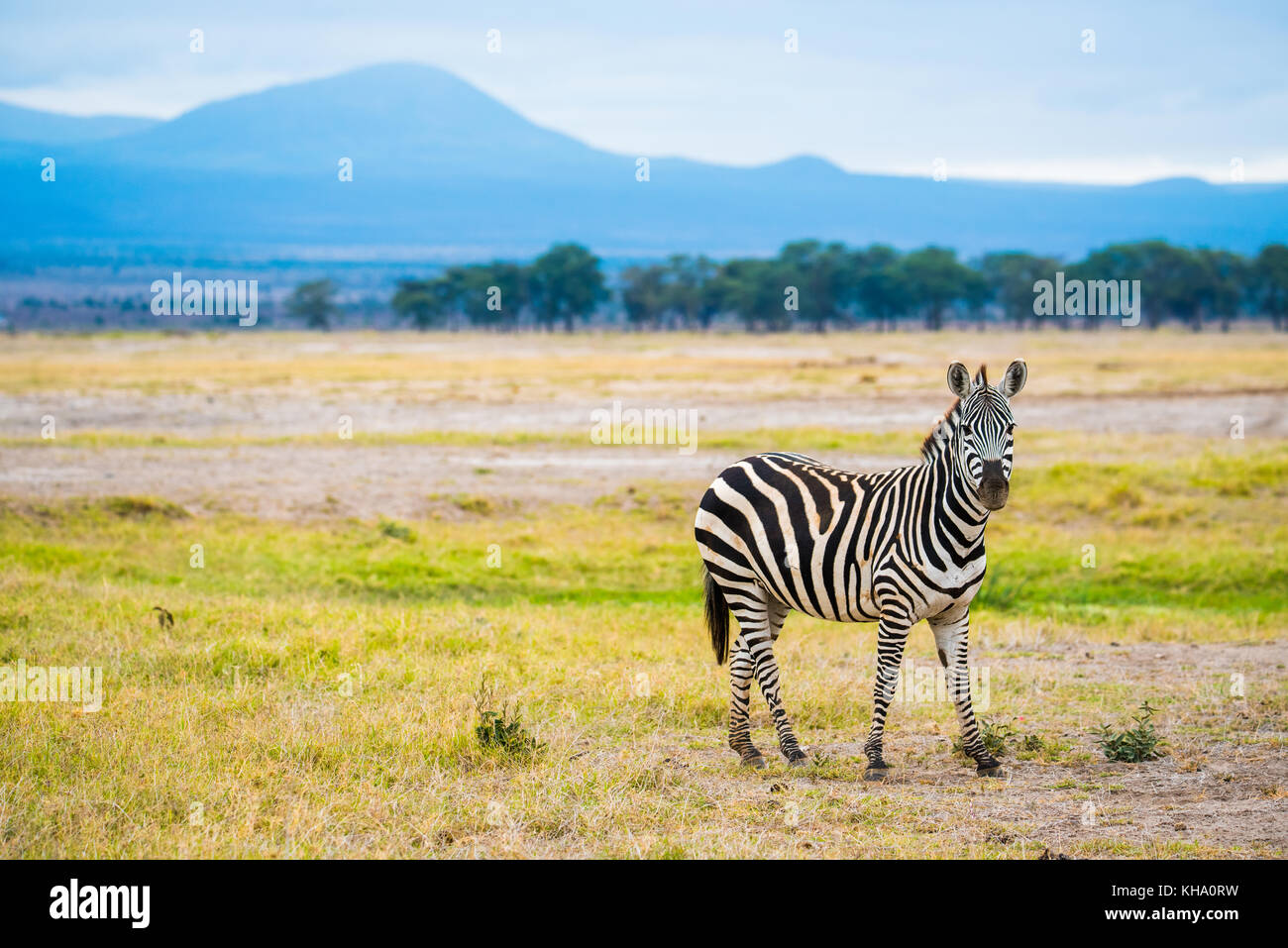 Una zebra dal parco nazionale della sierra nevada, Spagna Foto Stock