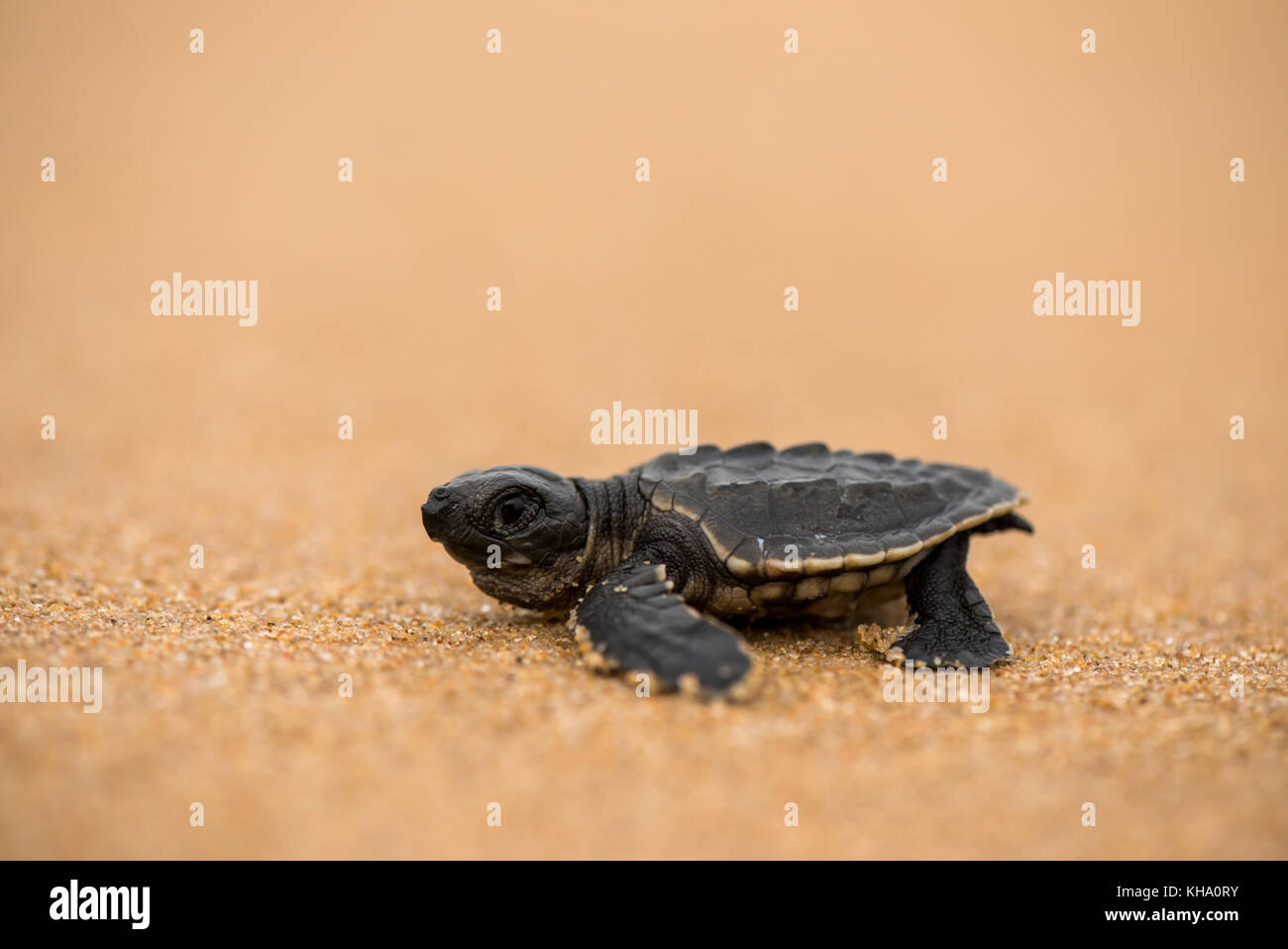 Un olive ridley sea turtle baby da odisha, India. Foto Stock