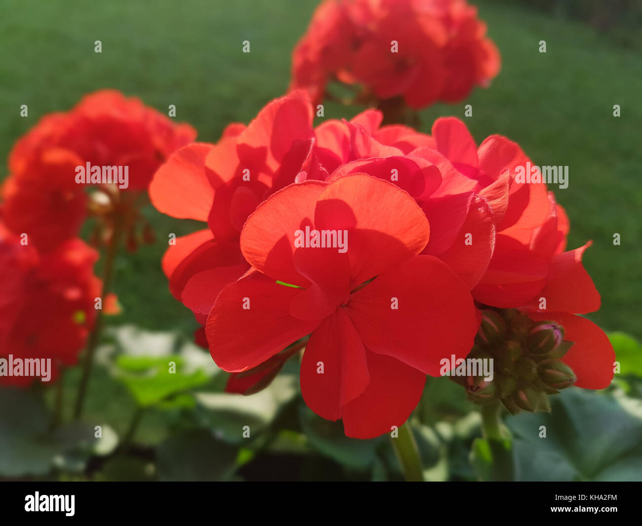 Geranien; pelargonium; pelargonie Foto Stock