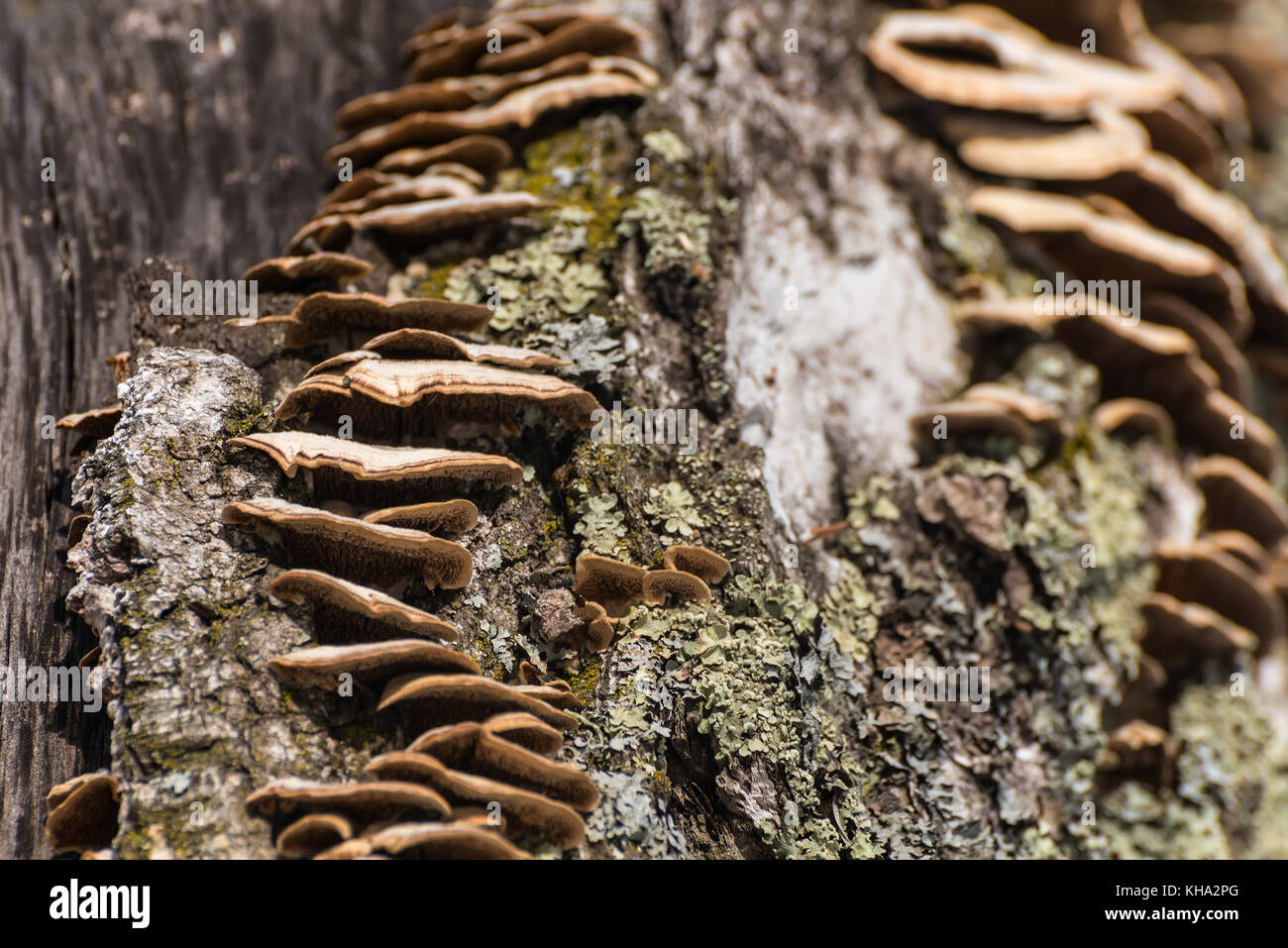 Chaga funghi che crescono su un tronco di albero Foto Stock