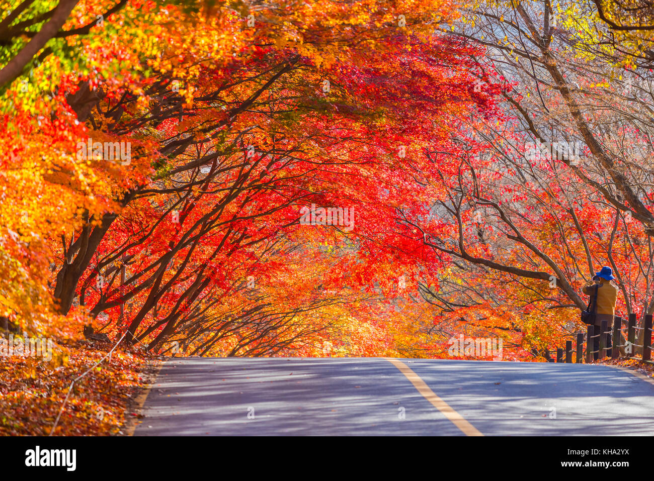 Autunno Naejangsan Parco Nazionale,Corea del Sud. Foto Stock