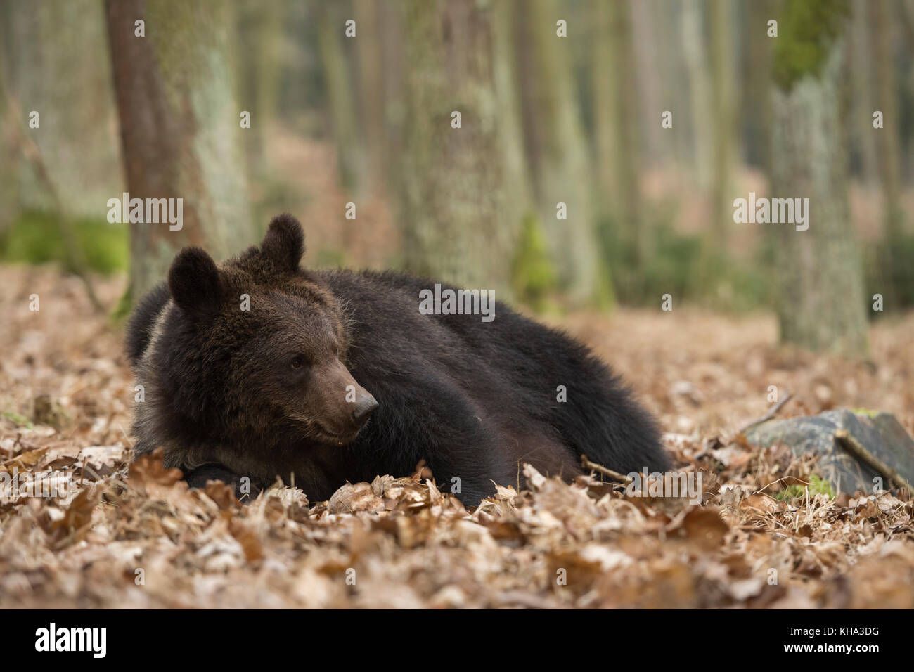 Orso bruno europeo / Braunbaer ( Ursus arctos ), giovane adolescente, mentendo, poggiando a fianco in foglie secche, guardando curioso per qualcosa accanto a lui, Foto Stock