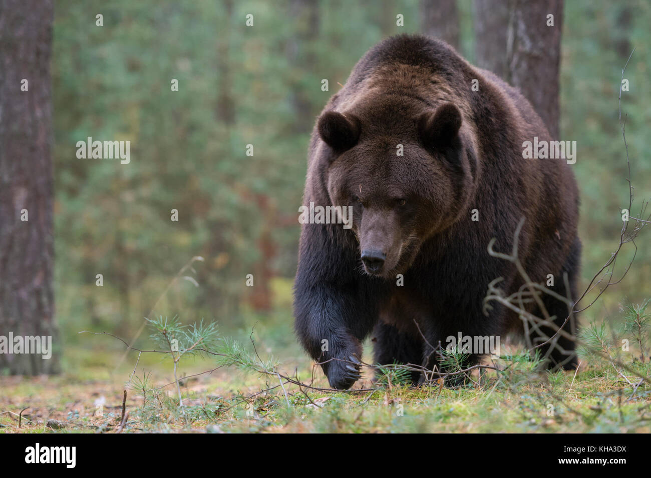 Orso bruno / Braunbaer ( Ursus arctos ) a piedi attraverso il undergrwoth di una foresta, guarda arrabbiato, pericolose, enormi zampe, frontale side shot, l'Europa. Foto Stock