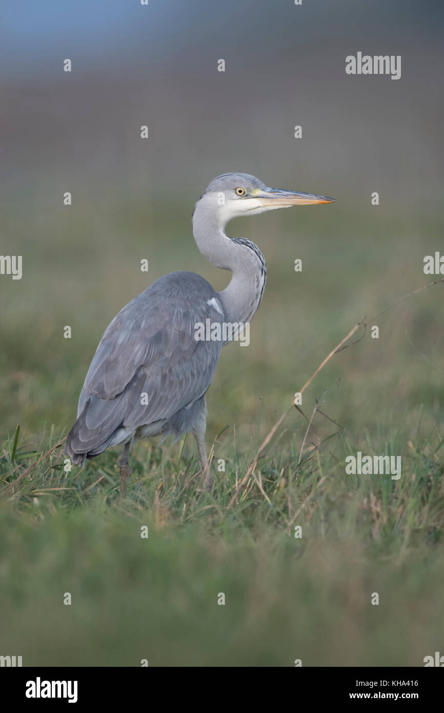 Airone cenerino / graureiher ( Ardea cinerea ), stando in piedi in erba alta di un prato, guardando attentamente, luce morbida, bella vista dal retro, l'Europa. Foto Stock