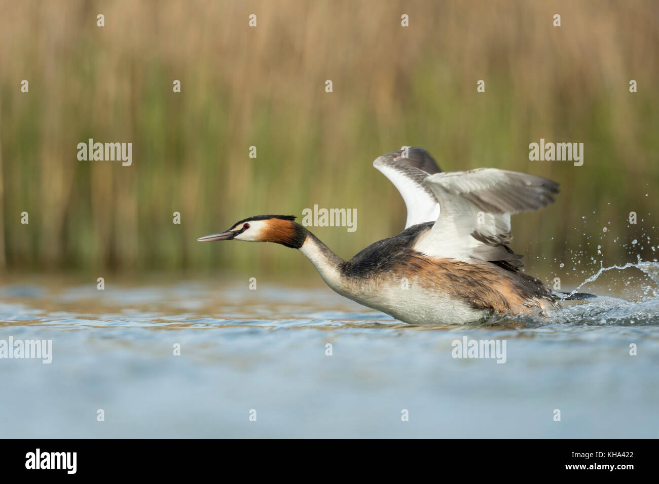 Svasso maggiore / haubentaucher ( Podiceps cristatus ) in fretta, sbattimenti le sue ali, tenendo fuori da un tratto di acqua, a caccia di un rivale, europa Foto Stock