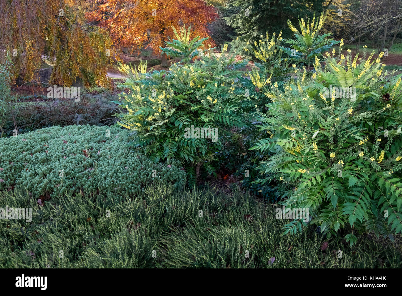 Fitta trama di confine del giardino in autunno utilizzando evergreen Mahonia, Hebe e Erica piantagione, Harlow Carr giardino, Harrogate, nello Yorkshire, Inghilterra, Regno Unito Foto Stock