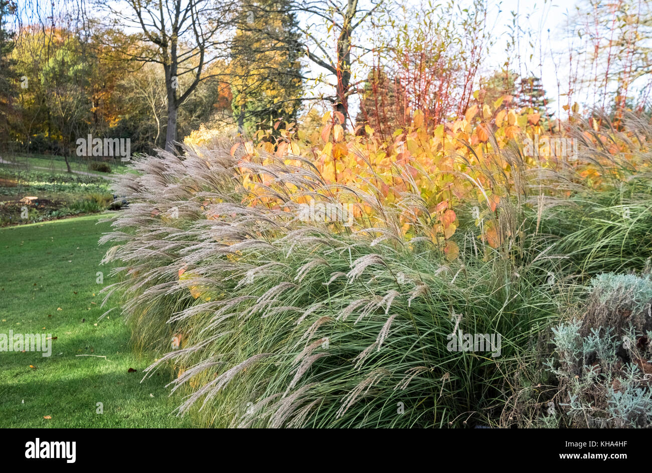 Erba ornamentale Miscanthus sinensis, poco gattino, e arbusti Cornus sanguinea, Midwinter Fire, nel fogliame di autunno, nello Yorkshire, Regno Unito Foto Stock